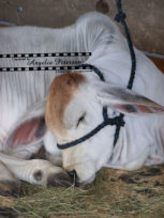 Sleeping Baby Brahma Bull